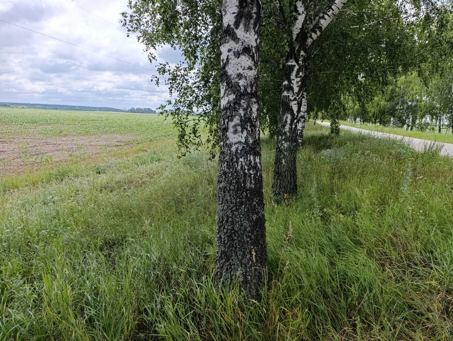 Продам фасадну  земельну ділянку 6,53га  Макарівський район  , село Ясногородка