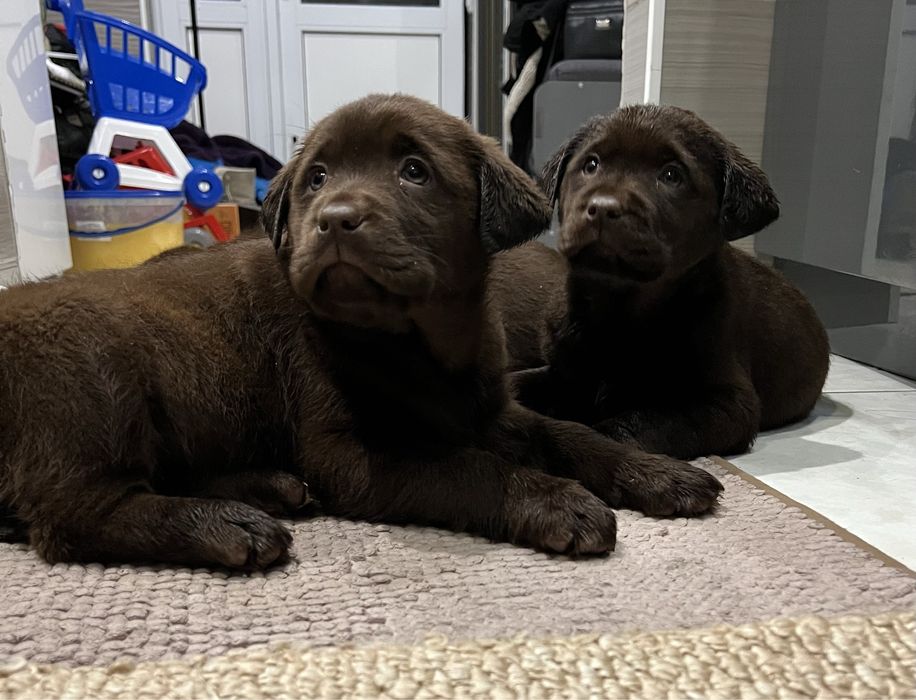 Бронь! Шоколадки! КСУ!