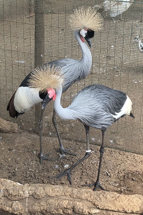 Casal de grous coroados