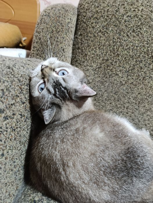 Страшнее кошки зверя нет)))