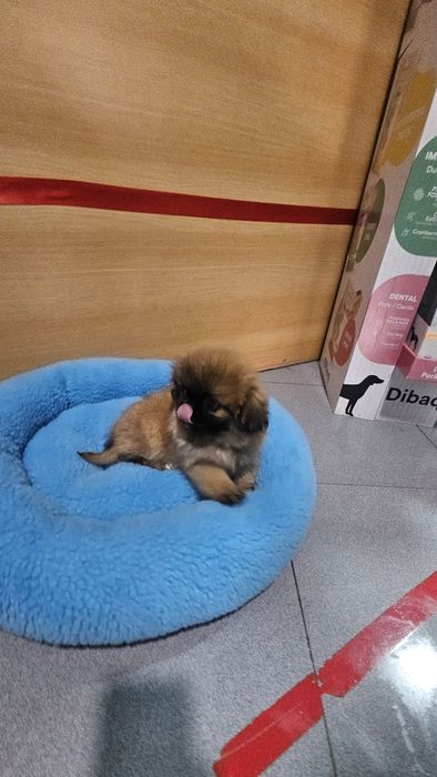 Pequinês fêmea pura