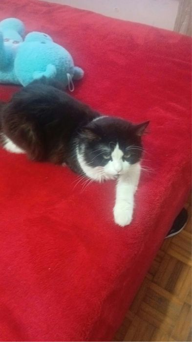 Gato traçado de persa para adoção