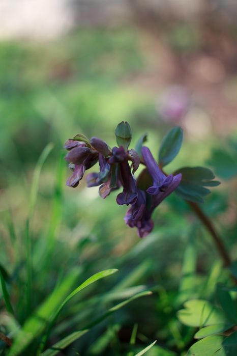 Фотоапарат Canon EOS 600d + Об'єктив 18-55 III