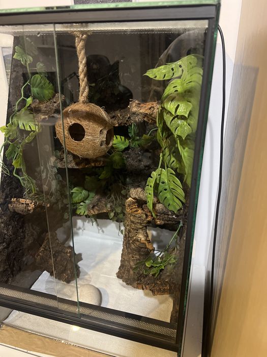 Terarium 60 x 40 plus male na swietszcze