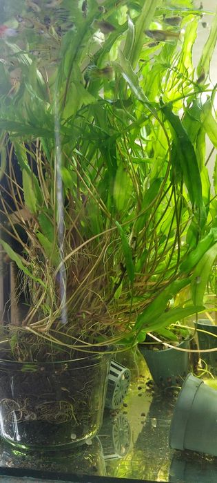 Cryptocoryne wendtii odmiana zielona lub bordowa