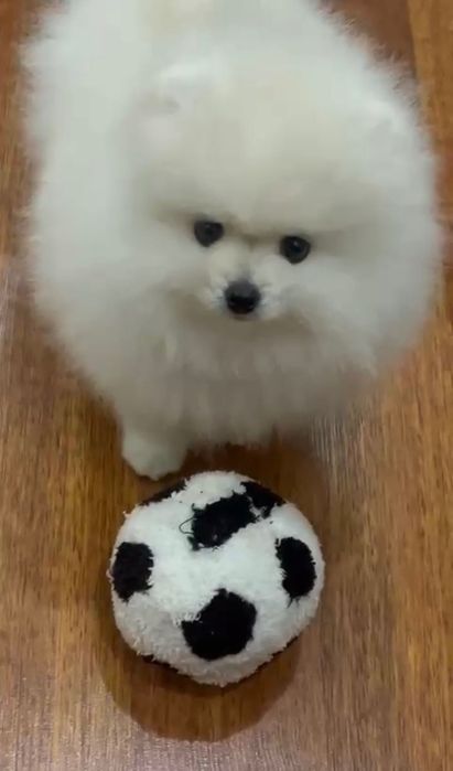 Щенок померанского шпица