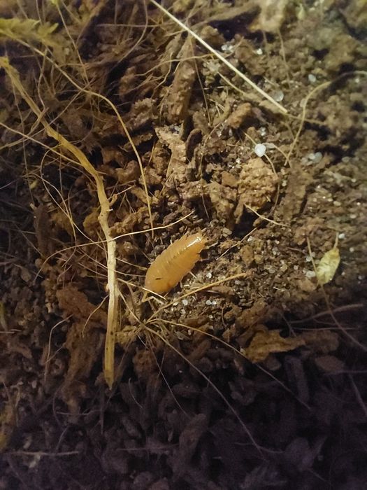 Isopody powder orange prosionki terrarystyka terrarium gady gad ekipa sprzatająca