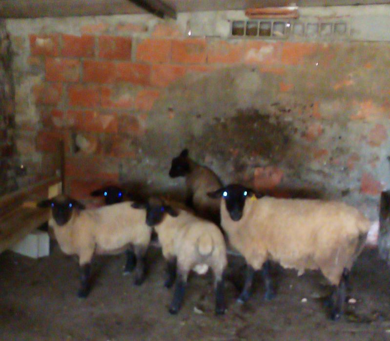 Borrego da raça sulfoks