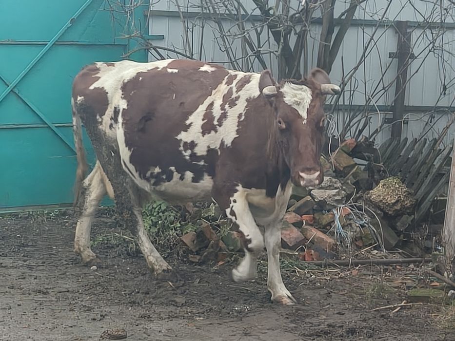 Продам тільну корову 7-місяців