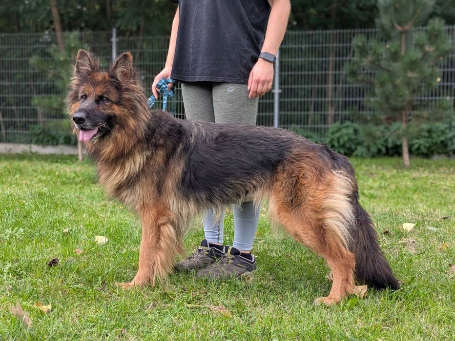 Bramba - cudwona suczka owczarek niemiecki do adopcji!