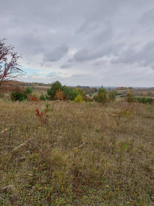 Продаю земельну ділянку в с. Рясники