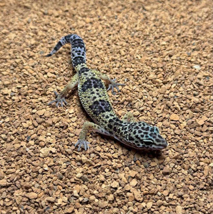 Gekon lamparcci Eublefar- mlode oraz podrostki