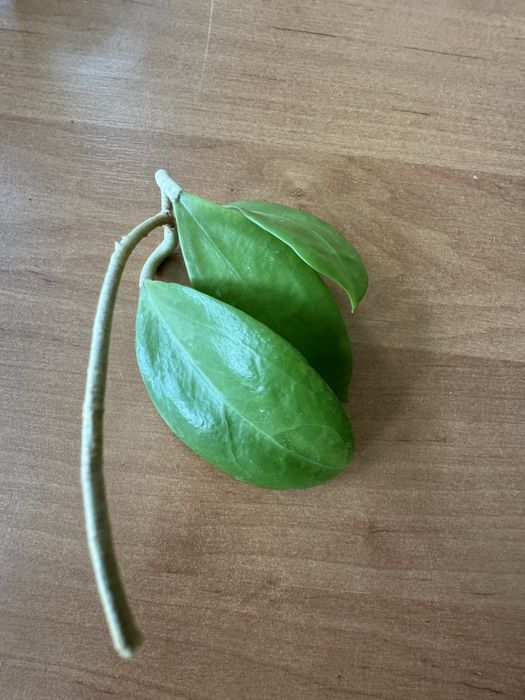 Hoya parasitica 004  cięta