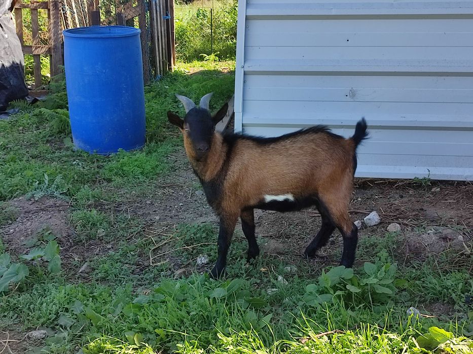Cabrito Anão com 8 Meses