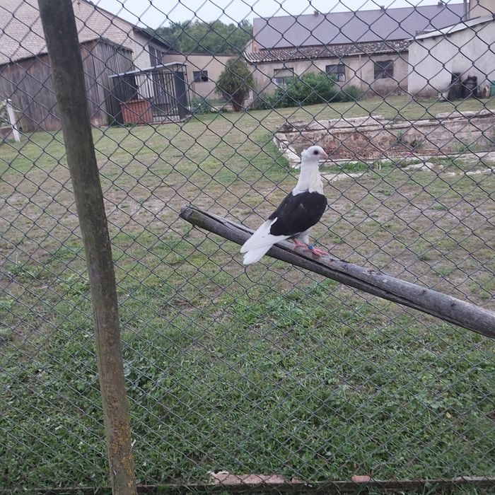 Sprzedam Gołębia Mewka