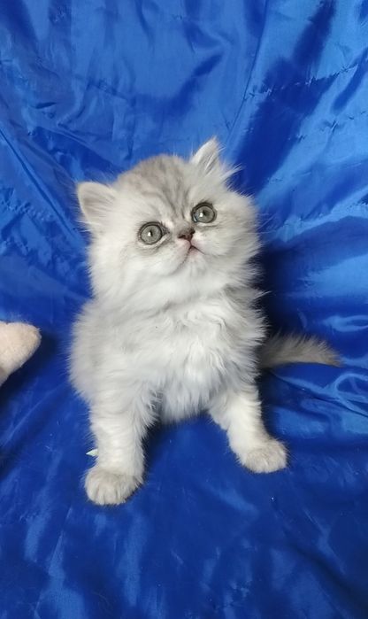 Серебристый пепельный серый шиншилла котёнок мальчик