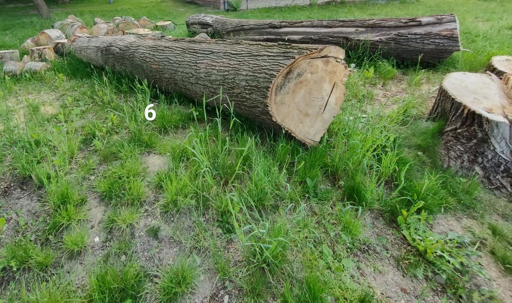 Drzewo topola, kłoda, w stanie okrągłym, na pniu.