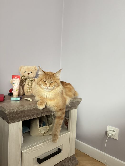 Вязка мейн кун дівчинка