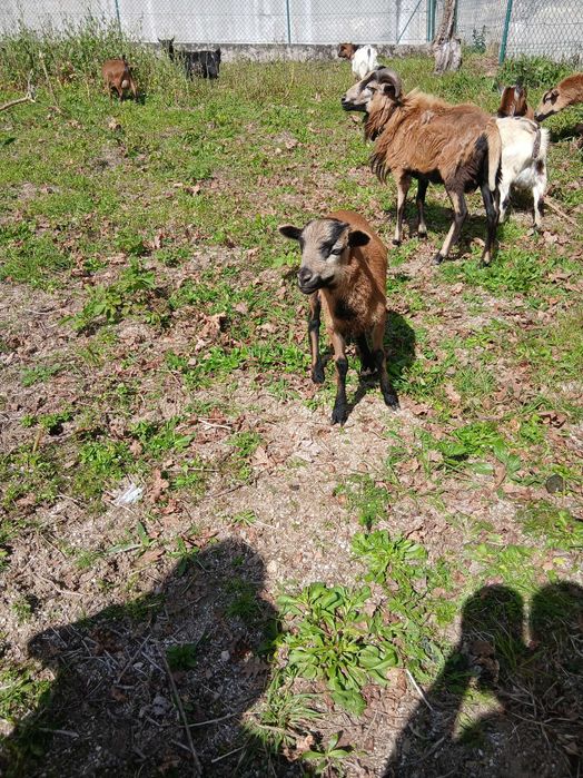 Vendo anho com 3 meses