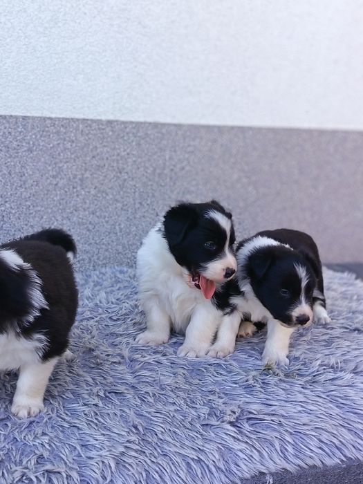 Border Collie czarno biała suczka