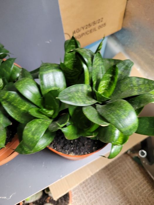 Сансевиерия  хани низкорослая,тещин язык,щучий хвост