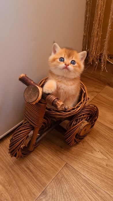 Бесподобный мальчик Золотая шиншилла