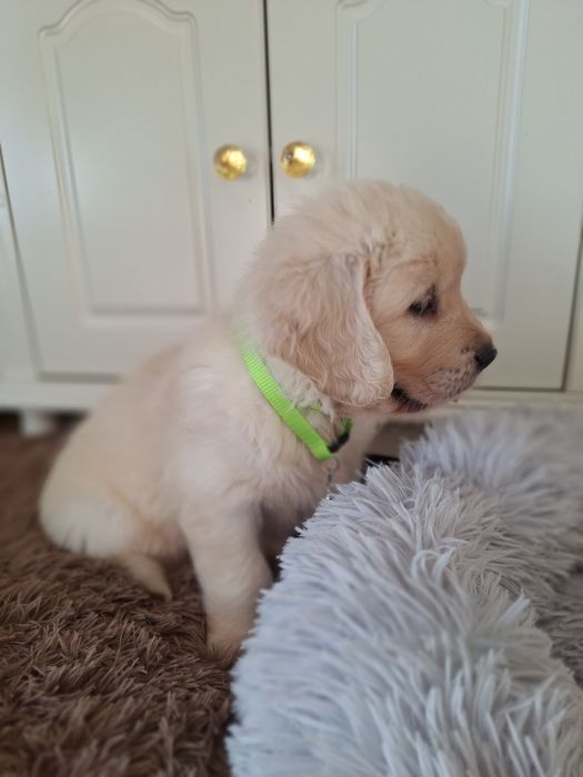 Piesek  golden retriever