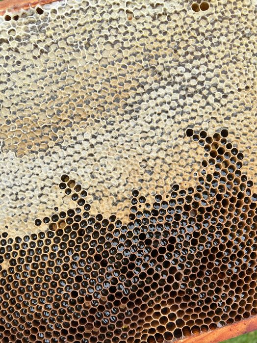 Miód Wielokwiatowy 1kg