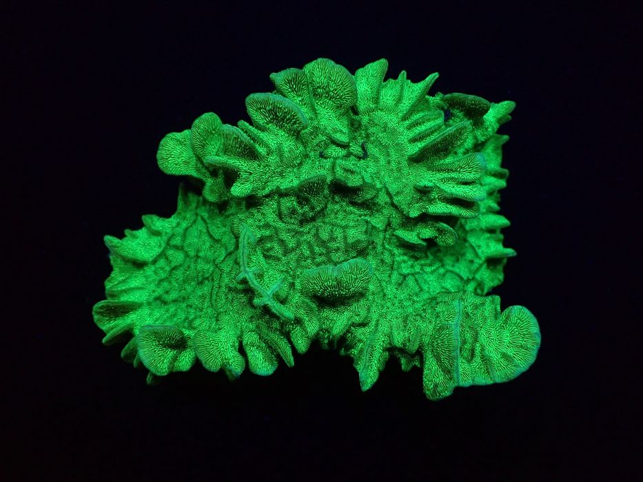 Pavona explanulata - frag