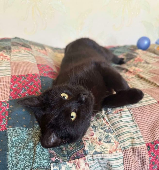 Багира, в хорошие ручки!