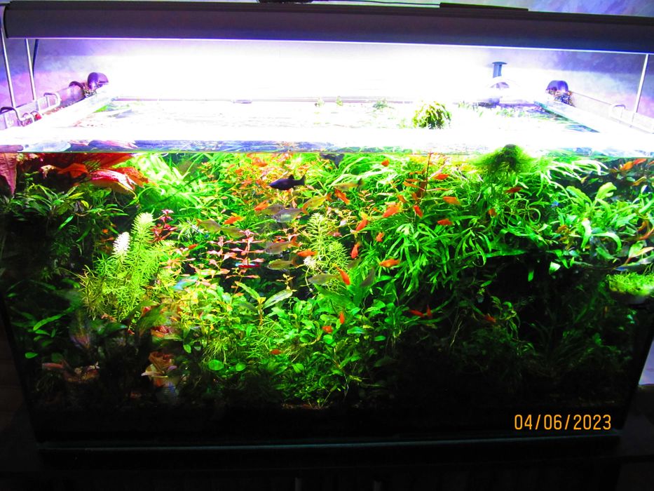 Растения аквариумные - набор для запуска