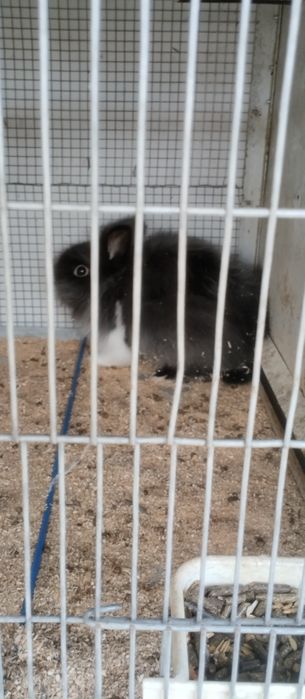 Coelhos anões novos