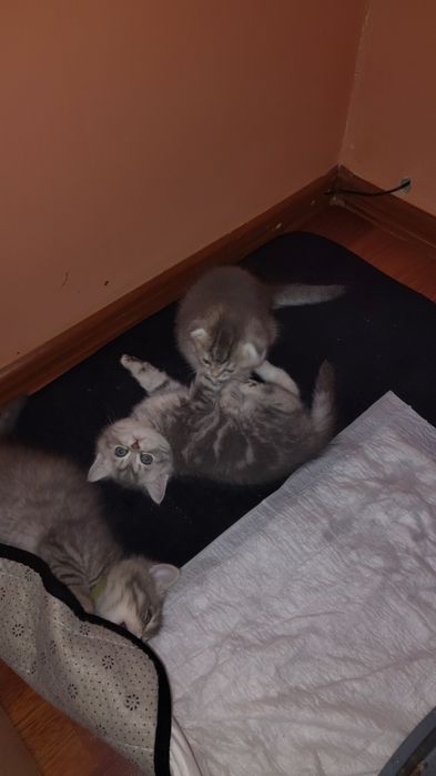 Котята шотландские