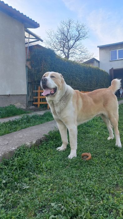 Кобель на в'язку