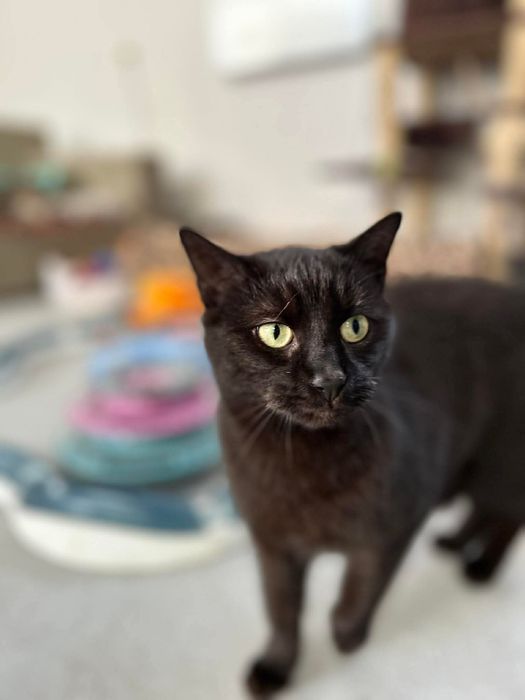 Kotka Lukrecja do adopcji