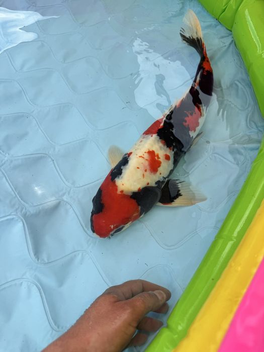 Carpa koi showa 60cm