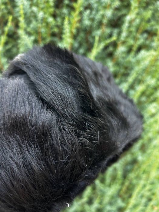 Шапка СССР норкова