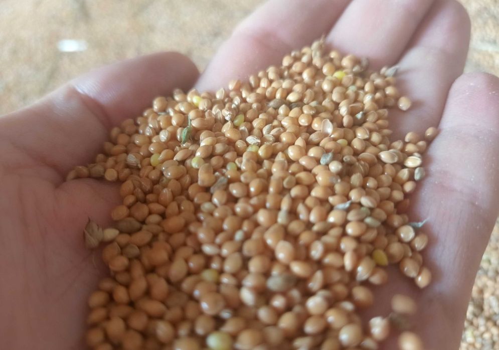 Proso żółte zwykłe, bardzo ładne, zdrowe