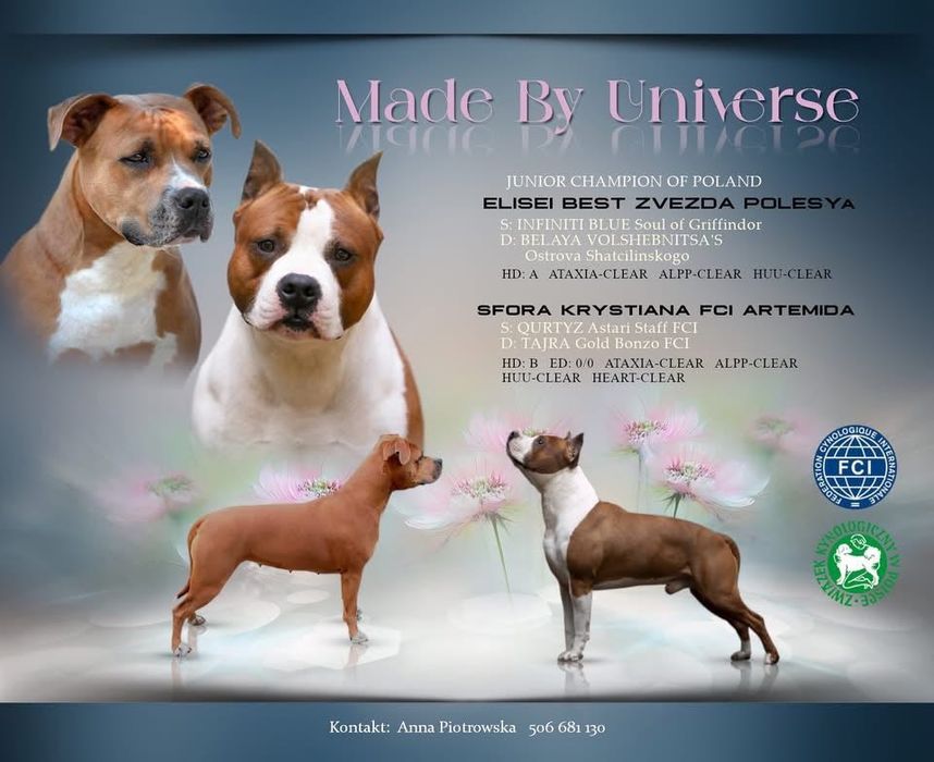 Suczka Amstaff FCI zkwp