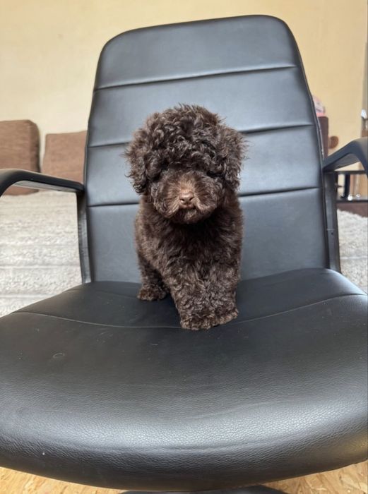 Дівчинка Toy poodle