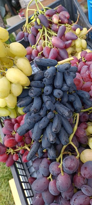 Sadzonki winorośli,winogron deserowych