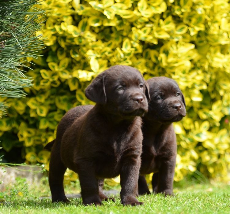 Labrador retriever FCI  SUCZKA