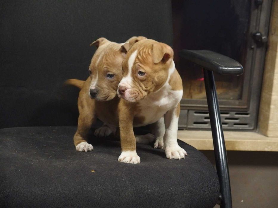 American Staffordshire Terrier Amstaff Suka