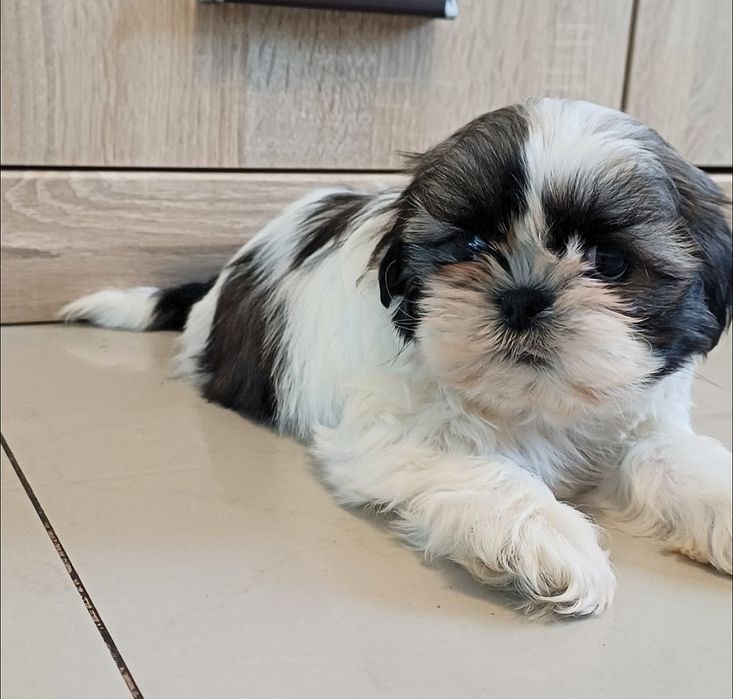 Piesek Shih-tzu gotowy do odbioru.