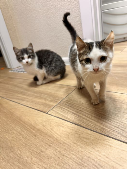 Котята ищут любящую семью