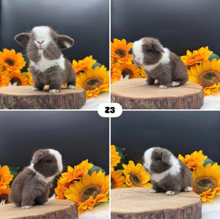 Kroliczek Mini Lop