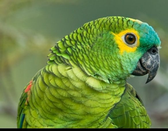 Amazona aestiva aestiva