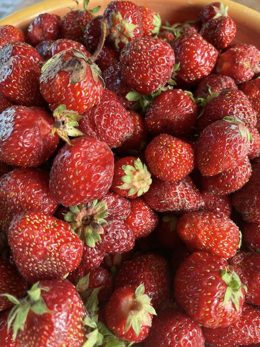 Продам клубнику домашню