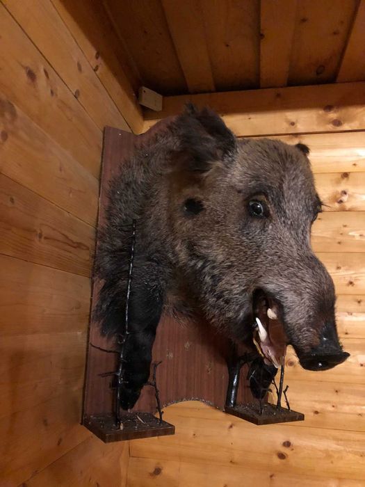 Чучело велитенського дикого секача кабана (чучело голова кабана)