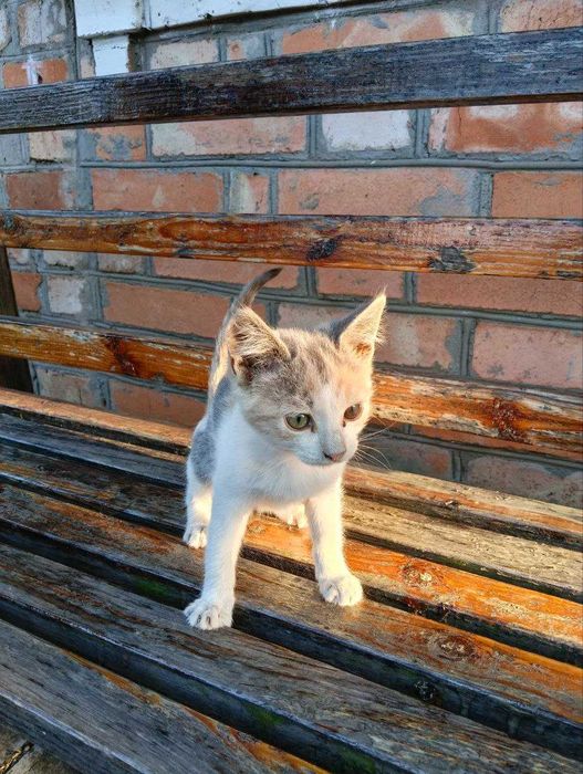 Кошенята в добрі руки